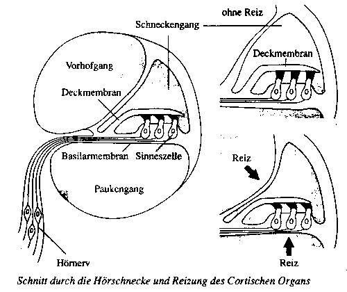 Querschnitt der Ohrschnecke