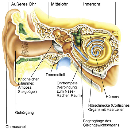 Aufbau eines Ohres